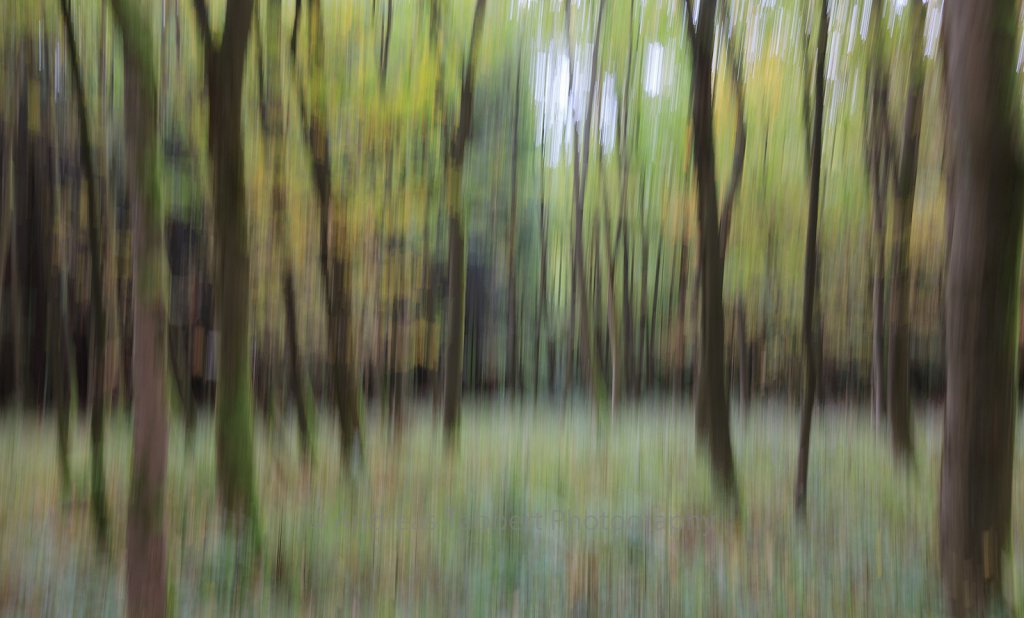 Blurred Local Trunk I