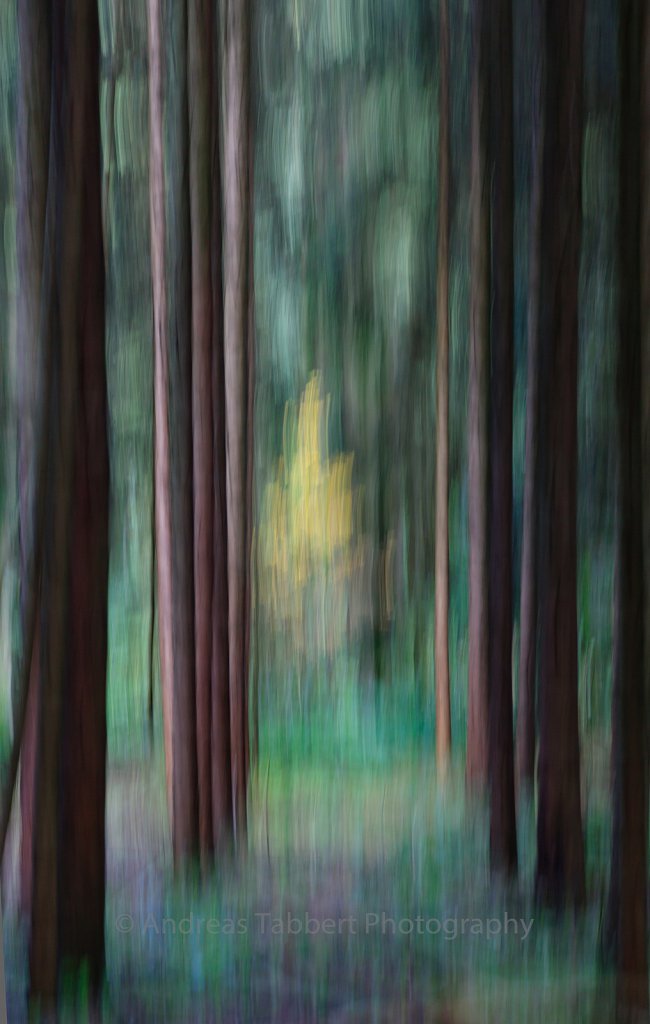 Blurred Local Trunk III