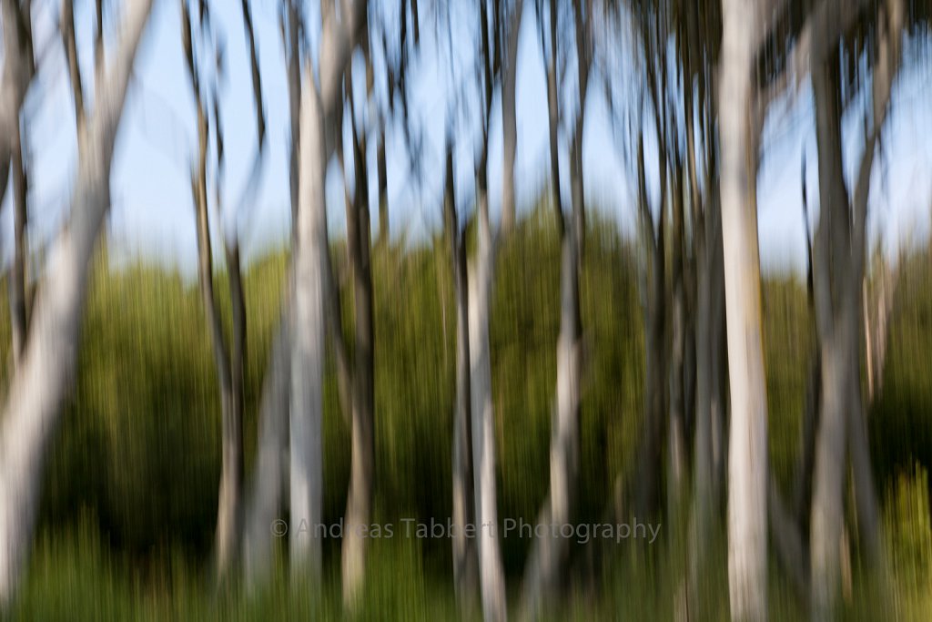 Blurred Beech